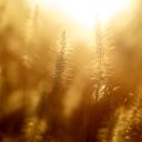 close up of wheat field bathed in golden light