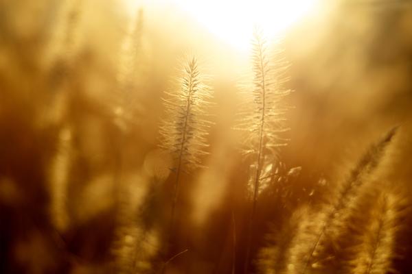 close up of wheat field bathed in golden light