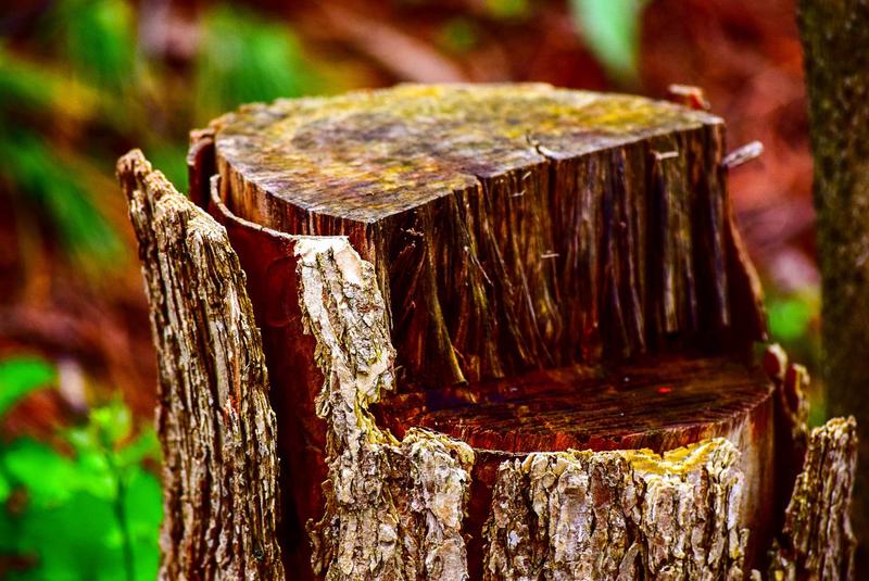tree stump in a forest with bark peeling off