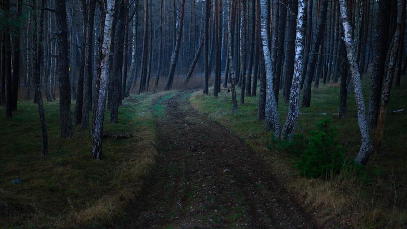 A dark path winds through the woods