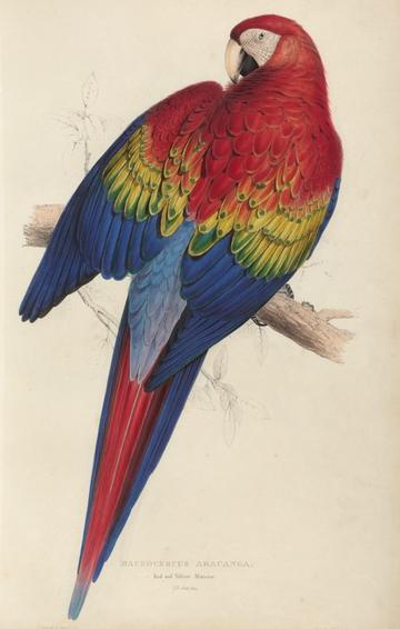 colourful parrot illustration