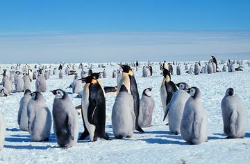 Penguins in Antartica