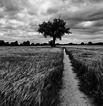 a lone tree in black and white