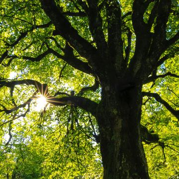 Tree with sun shining through leaves
